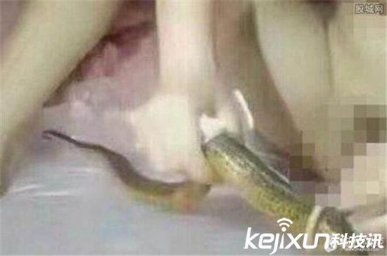 黄鳝门女主播琪琪视频疯传 黄鳝入下体太劲爆